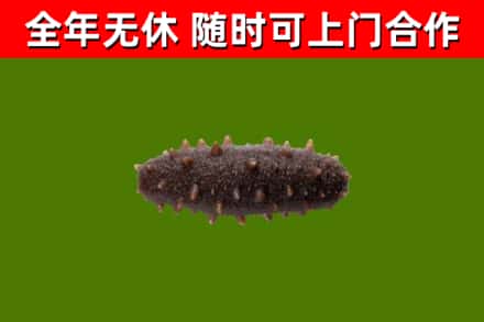 清溪镇回收海参干